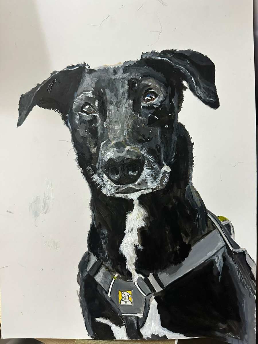 Dog in Harness — a signed fine art print of an original black dog painting by Ceri