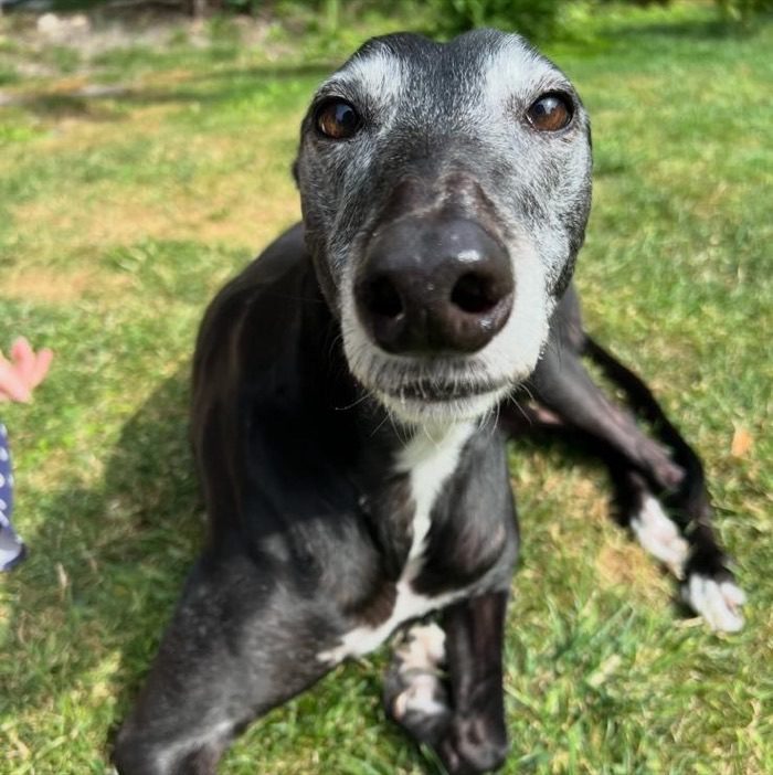 Meg, Ceri's greyhound, grey-muzzled and looking up from the grass