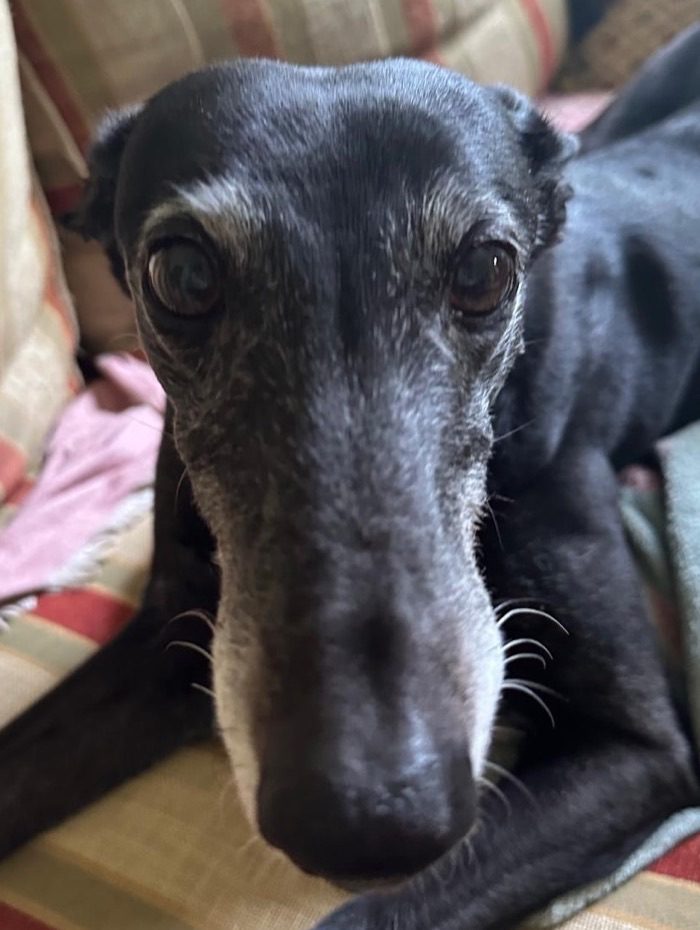 Twister, Ceri's black greyhound with a grey muzzle, resting on a sofa