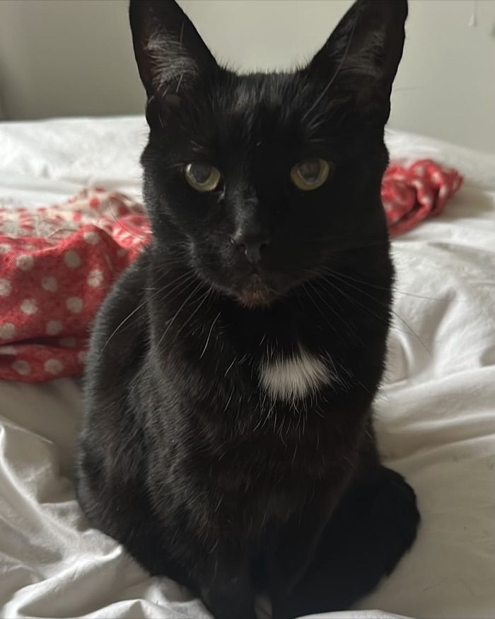 Yam, Ceri's black cat with a white chest patch, sitting on a bed